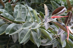 Ficus elastica